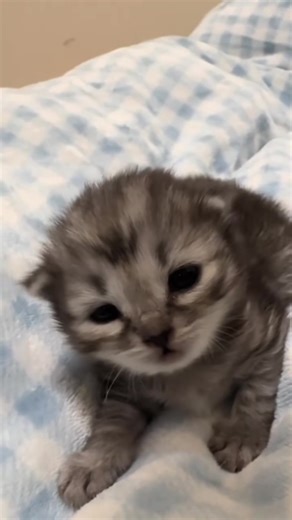 Surprise 😆 (@surprise_ai)’s videos with original sound - Surprise 😆