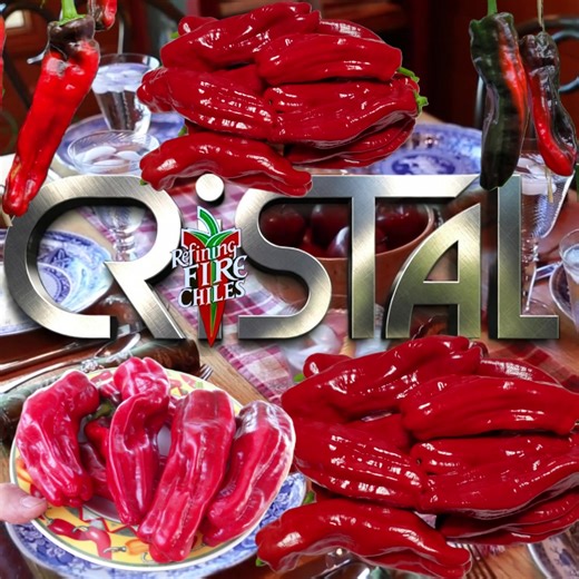 18 reactions | Cristal-(Capsicum annuum)-The Cristal pepper is a...