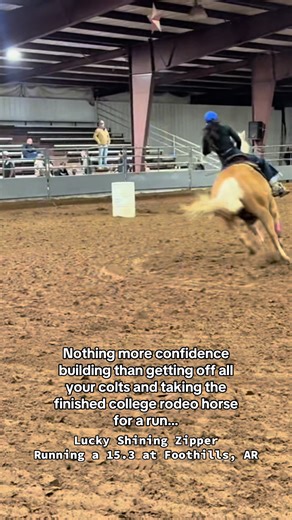 Exploring Steinmetz Horses: Confidence in Rodeo Success