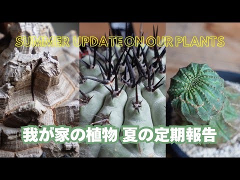 10PlantsTour! Sudden Cresting!? EupforibiaObesa, CopiapoaCinerea, Ficus&more - Summer Plant Update