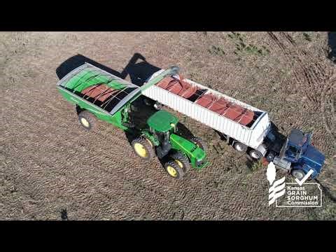 2025 Sorghum Harvest Update | Kevin Harris
