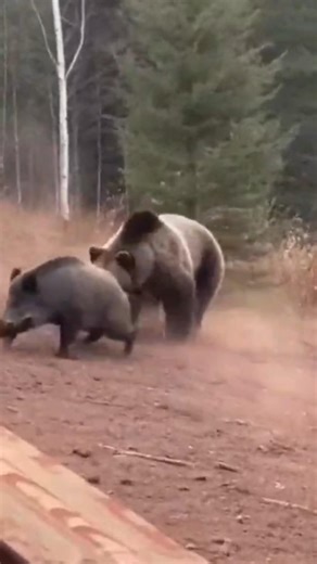 Bear vs. Wild Boar: A Brutal Fight for Survival