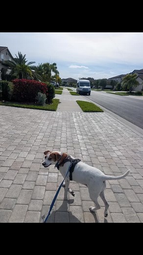 Some pictures from a recent lost cat search we went out on. The kitty cat was recovered in less than 12 hours from our search time based on what the search dogs were indicating. Awesome job!!! #rescuedog #dogswithjobs #lostandfound | Pet Search And Rescue