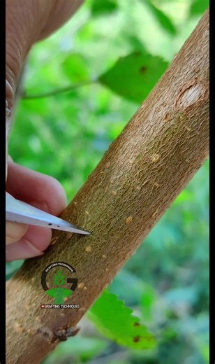 1.2K views | New budding technique of fruit trees #satisfying | Meghan Lizzie | Facebook