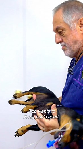 Removing huge abscess from behind small dog's eye! 😱 | Bondi Vet