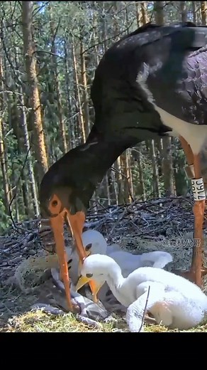 15K views · 27 reactions | Explore Earth on Reels | Facebook