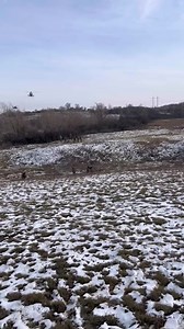 51K views · 1.3K reactions | Ulmus Rubra on Reels | Facebook