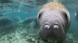 41K views · 1.2K reactions | When all the manatees are inside the sanctuary… but this guy’s out here stealing the spotlight, rolling over and giving us that ‘I’m the star of the show’ look!”✨ Come see the magic for yourself—book your tour with us today! 錄 www.manateetouranddive.com : Face to face with our in-water guide John on this morning’s 8am tour at Three Sisters Springs #manatees #manateetours #manateeseason | Manatee Tour and Dive | Facebook