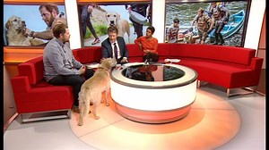 597K views · 7.3K reactions | Here's a tale of dogged endurance, that's certain to pull on your heart strings. A group of Swedish adventurers were trekking through South America, when they came across a stray dog. He refused to leave their sides! Arthur the dog and his new owner Mikael joined us on the sofa this morning to tell us this heart warming story. | BBC Breakfast | Facebook