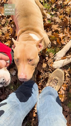 Matilda loves to hear the leaves crunch under her little paws 🍁 | Lee Asher's World