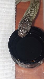 19K views · 105 reactions | Just a thirsty snake having a big, refreshing drink of water  | Metro | Facebook