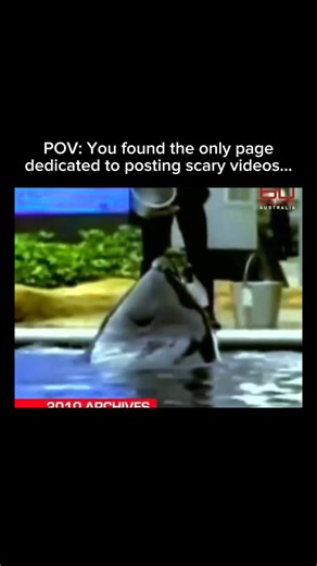 SCARY MEMES on Instagram: "This 2010 footage captures SeaWorld trainer Dawn Brancheau’s final moments just before she was pulled into the water and killed by the orca Tilikum. Over a harrowing 45 minutes, the whale thrashed her as a stunned audience watched."