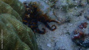 Greater blue-ring octopus (Hapalochlaena lunulata) slowly crawls between corals while displaying its blue ring as a warning sign