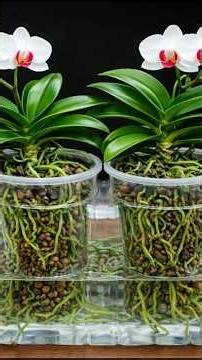 Orchids in Water_ I Tried It and the Results Were Incredible #orchids #plants #short