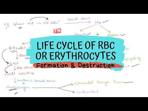 Life cycle of RBC or Erythrocytes - Formation and Destruction