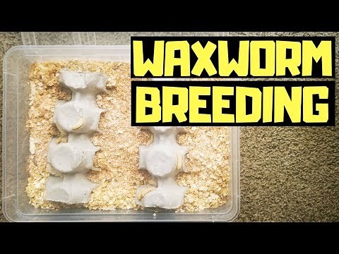 How To Breed WAXWORMS ( Easiest Way)