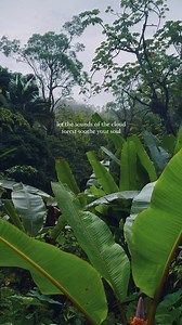 Turn up your volume and let the sounds of the cloud forest soothe your soul. 🌺🌴⛈️ As someone who loves immersing themselves in the sights and sounds of the forest on a rainy day, it comes as no surprise that one of the highlights of my time in Puerto Rico was exploring the cloud forest. The Bosque Estatal de Toro Negro, one of the largest cloud forests on the Island, was especially enchanting with the sound of the chirping coquí frogs, coupled with the rain and rolling thunder. If you’re looki