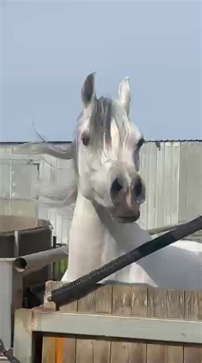 הסרטונים של Alabina Arabians🐎 (@alabina_arabians_farm) עם צליל מקורי - Alabina Arabians🐎