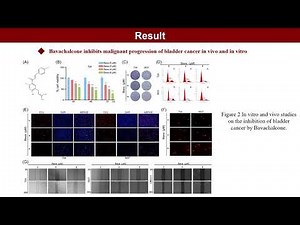 iMeta | Bavachalcone affects bladder cancer progression