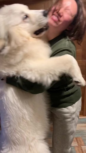 愛情表現が激しすぎる生後9ヶ月の子犬💁‍♀️ #Vlog #puppy #doglover #greatpyrenees #dogsofttiktok #doggo #平和な日常 #大型犬 #動物コレクション #グレートピレニーズ #子犬 #癒し #可愛い