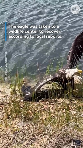 Hands down, one of the most American rescues! A man dove into a lake to rescue a bald eagle. | Springfield News-Leader