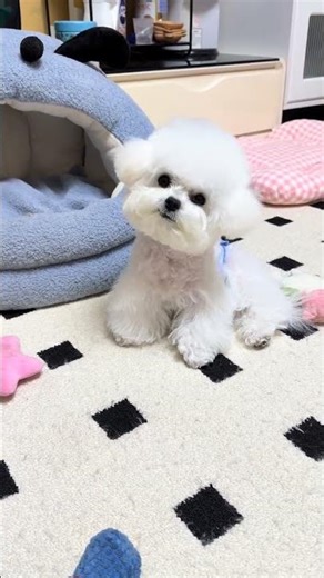 My 5-Month-Old Puppy's Unforgettable Adventures