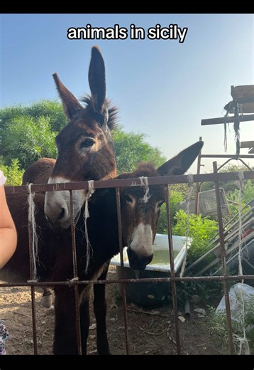 Encountering Animals on a Sicilian Adventure