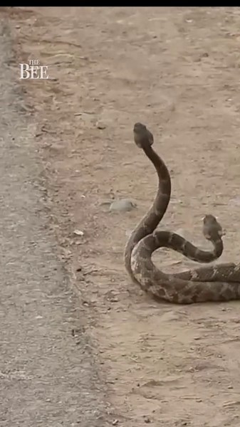See Lake Natoma's jaw-dropping spring scenes: eagles, snakes, fearless coyote