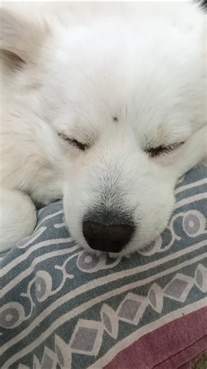 posto the cute baby #posto #cute #dog #pet #squirrel