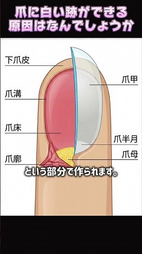 爪に白い跡ができる原因はなんでしょうか #美容 #プチ知識 #一分でわかる