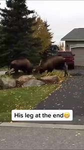 10K views · 187 reactions | Moose fight in the middle of a neighborhood -  Source: @ mycurosa on TikTok All credit are reserved for their respective Owners - - - - - #mooseman#mooseontheloose#moosejaw#moosenation#moosemoose#mooseantlers#bullmoose#moosehunter#mooses#alces#ilovemoose#moosemonday#meese #shirasmoose#mooserut#mamamoose#moosestatue#canadianmoose#yukonmoose | The Moose Meadow | Facebook