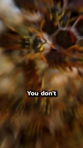 This is how you prevent wasps from building nests in the summer so you don't have to knock them down later. Go to amazon and buy a product called Delta Dust and a tool called a web pole. Put the Delta Dust on the web pole and apply the product everywhere on your house that you tend to get wasp nests. It's as simple as that #amazon #summer #tool #waspnest #waspnestremoval #pestcontrol #infestation #wasp #bugs