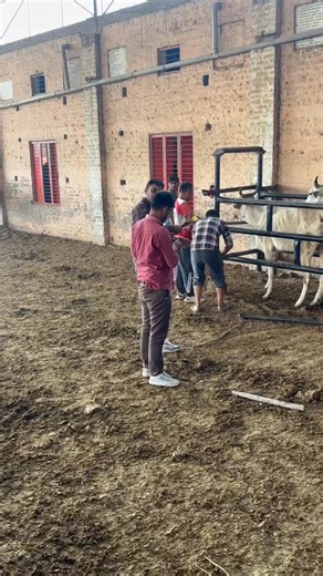 21K views · 436 reactions | Jai gau mata  | Krishan Kapro | Facebook