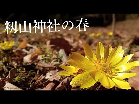 【籾山八幡社】手ぶらで福寿草【2022年】