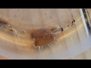 Starting my first isopod culture.