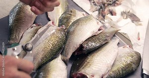 Freshwater fish preparing, cutting fin using scissors, close up