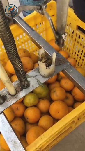 Genius Orange Peeler 🍊✨ Simple Tool Makes Peeling Easy #fruithacks #orange