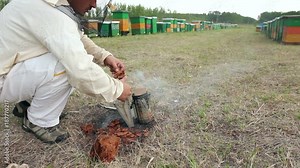 Apiarist, beekeeper prepare the smoker to use on a beehive Beekeeper is filling, preparing with dry wood in bee smoker.