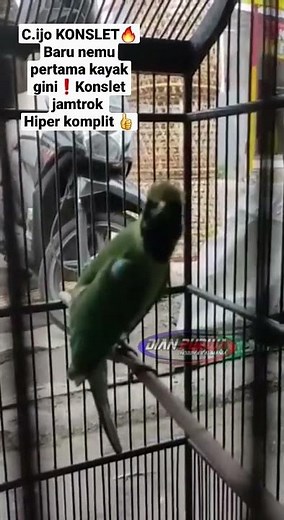 SEREM GILA❗CUCAK IJO KONSLET ON HIPER JAMTROK SADIS,JARANG ADA🔥#cucakijo #kicaumania #shorts