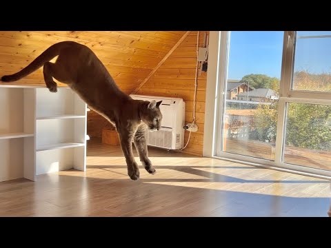 Messi SCREAMS very LOUDLY when he's alone!|The sad cries of a cougar that all the neighbors can hear