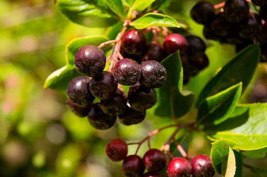 What Is a Huckleberry and What Does It Taste Like?