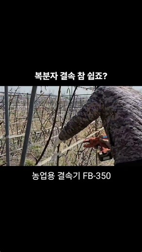 복분자 결속, 이렇게 하니 참 쉽죠? #자동결속기 #복분자 #결속기 #복분자결속 #자동결속 #복분자유인 #복분자끈 #인건비절감 #복분자농사#복분자가지묶기