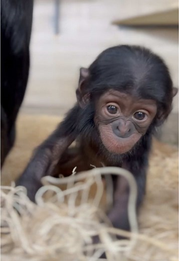 Meet Daisy: The Adorable Bonobo Baby at Cincinnati Zoo