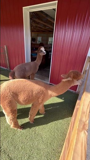 Alpaca Noises 9/20/25