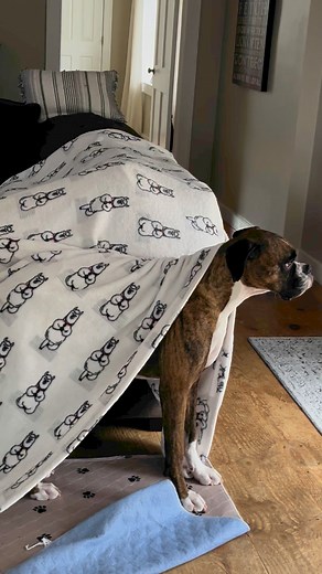 117K views · 4.7K reactions | Peek a Boo, B!! | Wrigley, Bauer, Kobe, and Sophie Boxer | Facebook