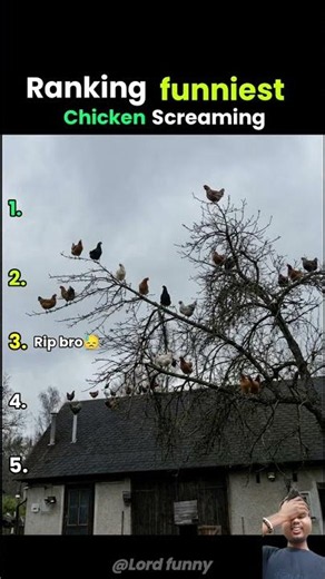 Funniest chicken screaming moment ranking 🤣🤣😱(wait for end😱🤣)part 23 #funny #shorts