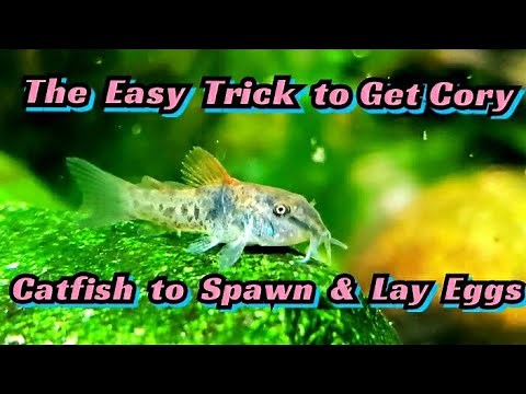 How to Breed Cory Catfish! Spawning Corydoras Venezuelanus for Profit. Species Spotlight! + Care,
