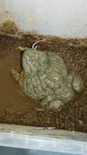75K views · 563 reactions | Giant Frog Eating Mice #frog #mouse #feeding #rat #insects #mice #insect #bugs | Insect Forest | Facebook