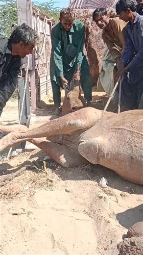 كيف يضع الناس الجمال في سياراتهم؟ سوق جمال صحراء