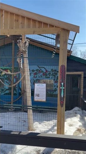 Jumping lemurs #animals #lemur #zoo #snow